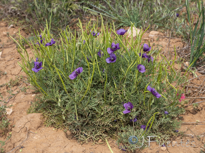Roemeria hybrida.20