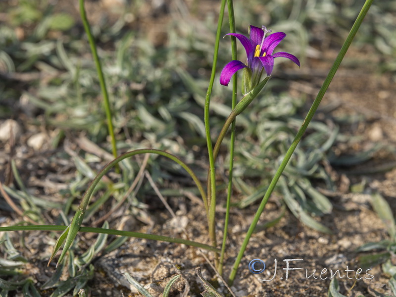 Romulea bifrons.01