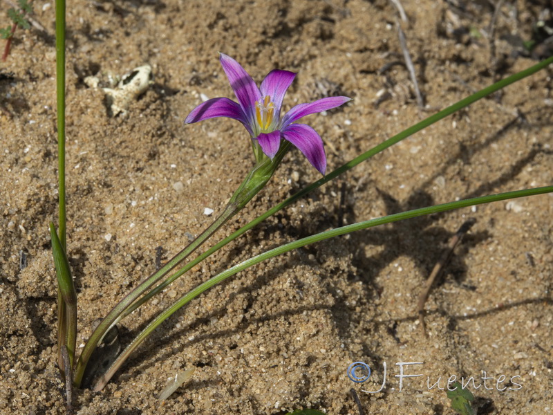 Romulea bifrons.02