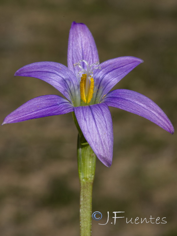 Romulea bifrons.06