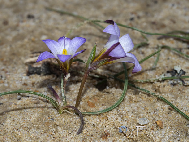 Romulea bulbocodium.02