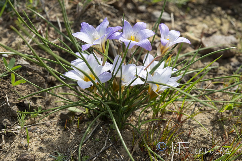 Romulea bulbocodium.01