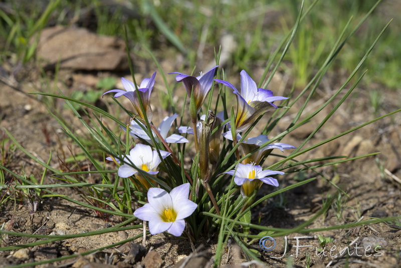 Romulea bulbocodium.03