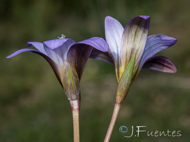 Romulea bulbocodium.04