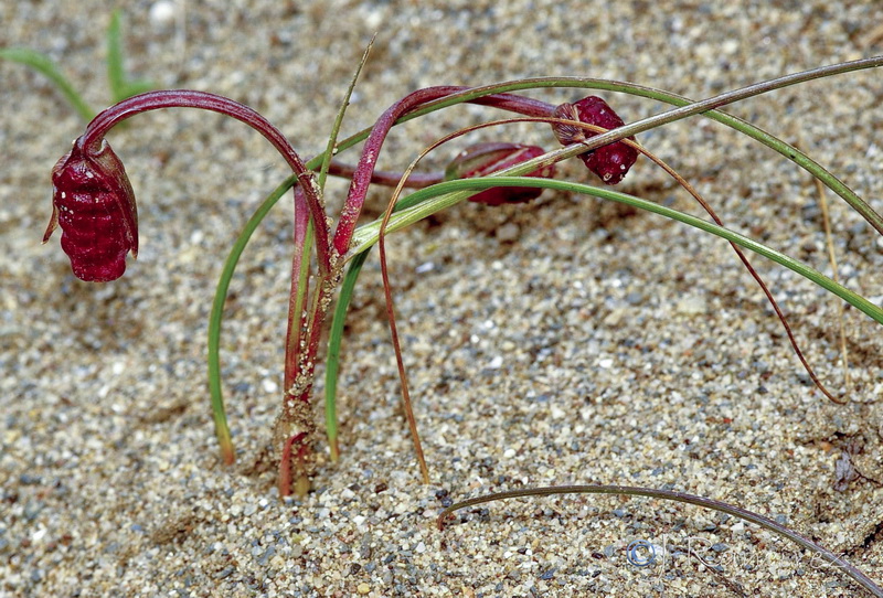 Romulea bulbocodium.10