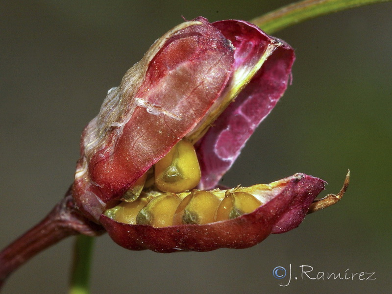 Romulea bulbocodium.15