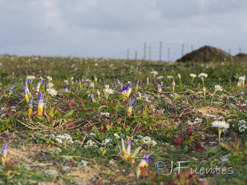 Romulea clusiana.02