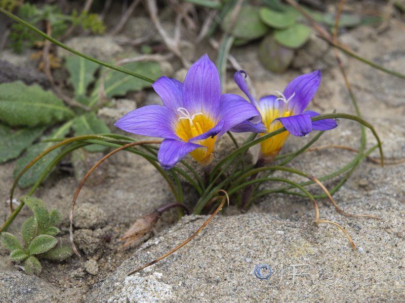 Romulea clusiana.04