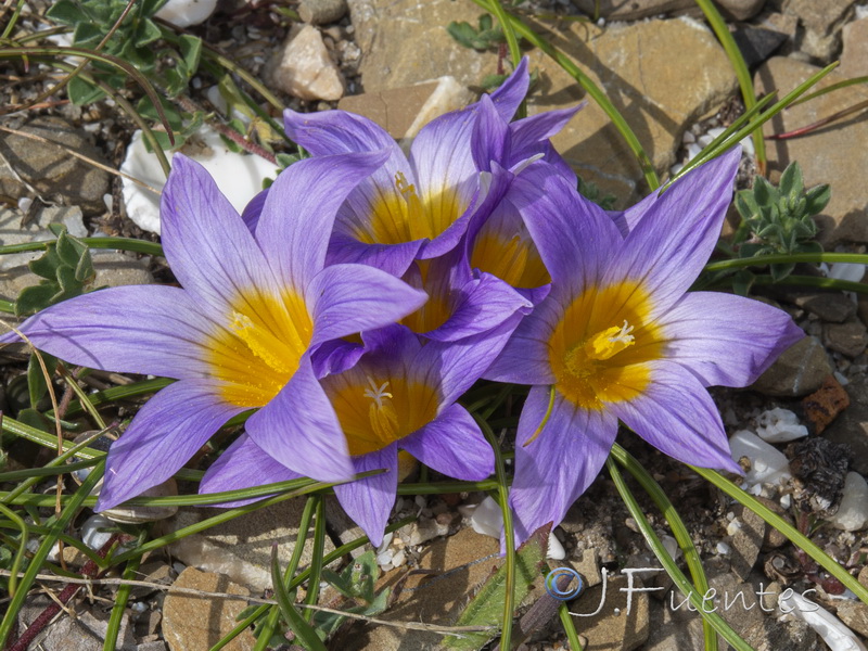 Romulea clusiana.07