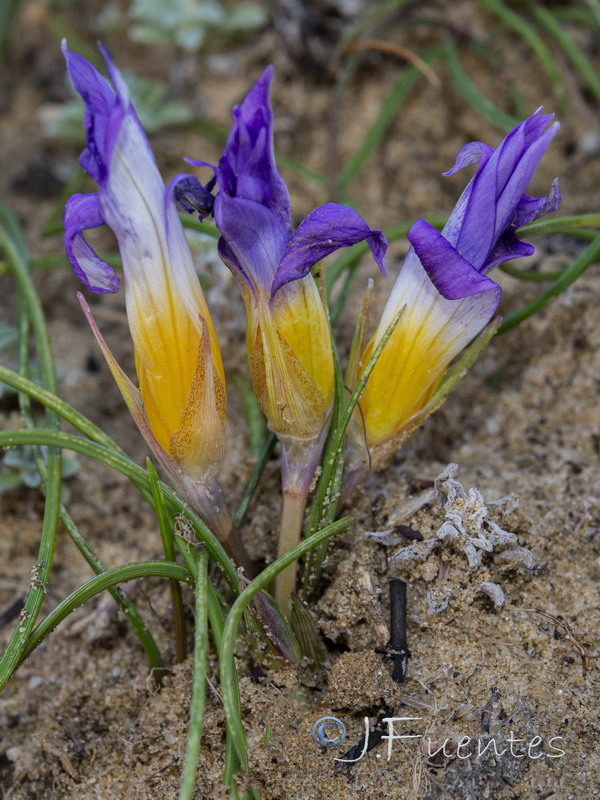 Romulea clusiana.08