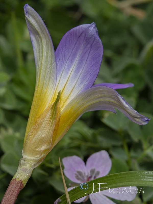 Romulea clusiana.10