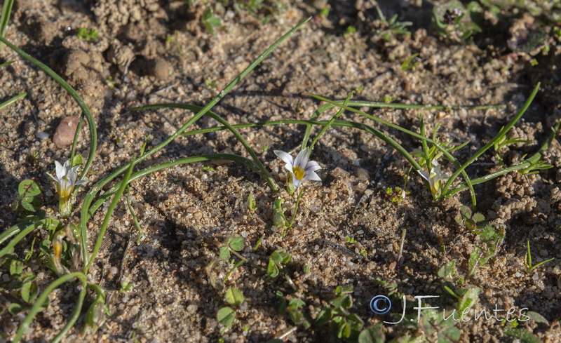 Romulea columnae columnae.01