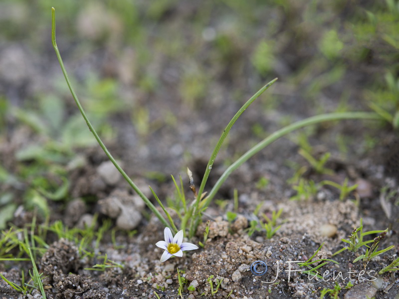 Romulea columnae columnae.02