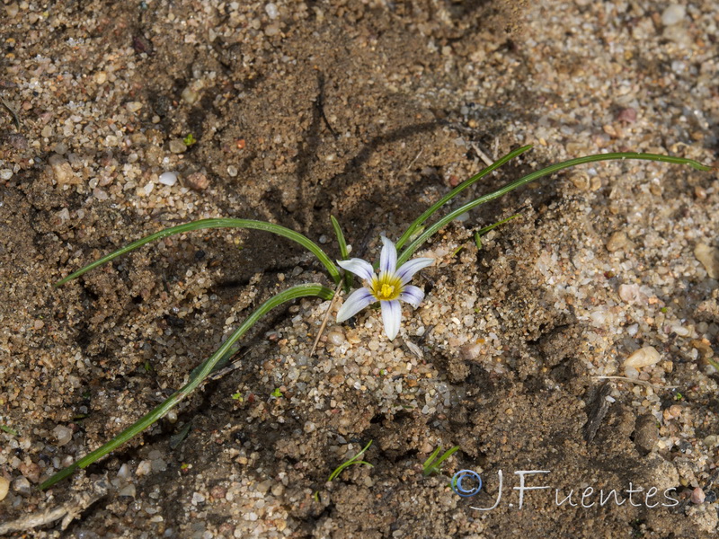 Romulea columnae columnae.03