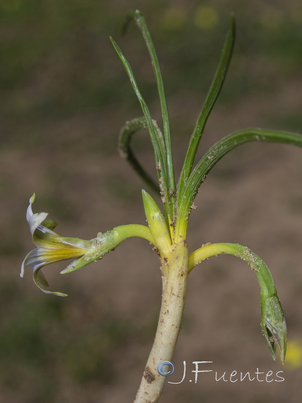 Romulea columnae columnae.05