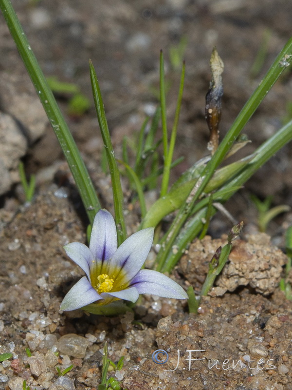 Romulea columnae columnae.07
