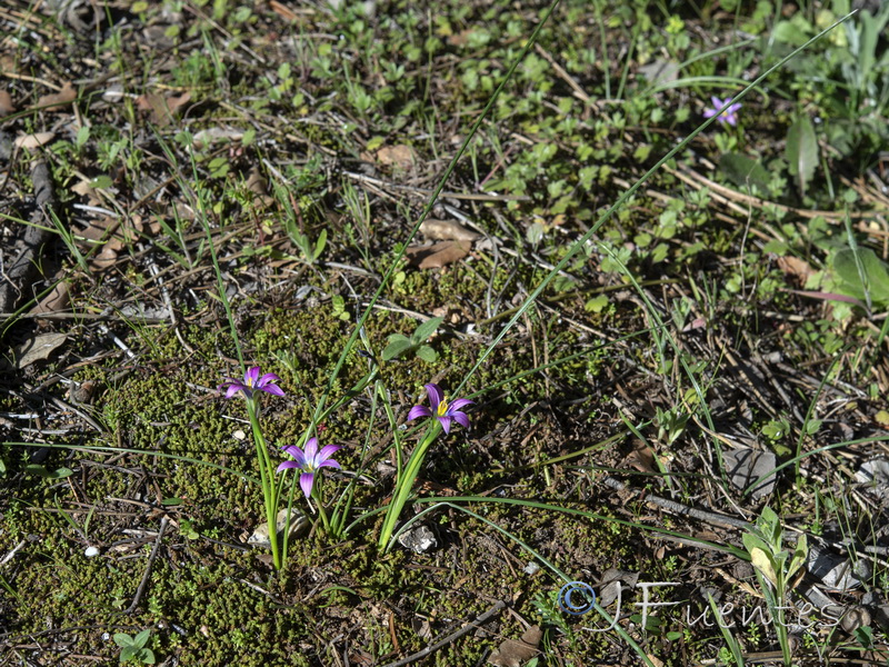 Romulea ramiflora gaditana.01