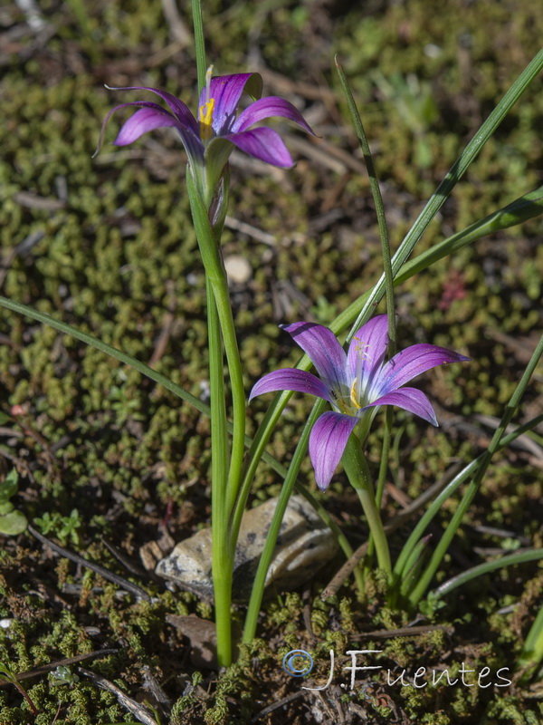 Romulea ramiflora gaditana.03