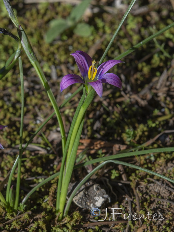 Romulea ramiflora gaditana.04