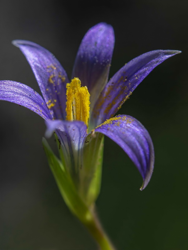 Romulea ramiflora ramiflora.11