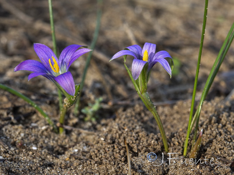 Romulea ramiflora ramiflora.15