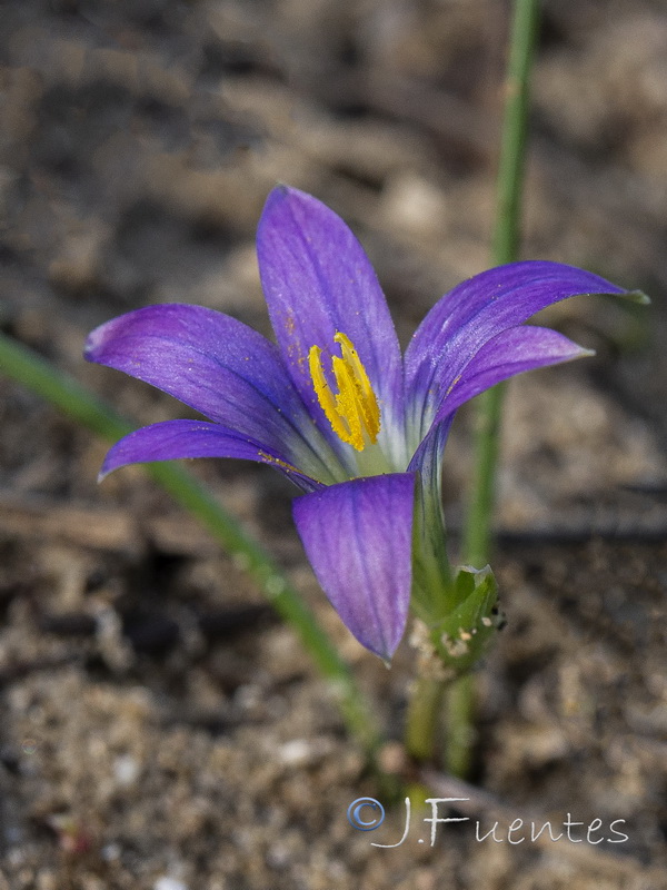 Romulea ramiflora ramiflora.18