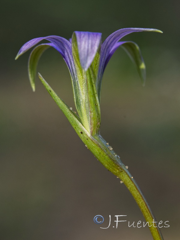 Romulea ramiflora ramiflora.19