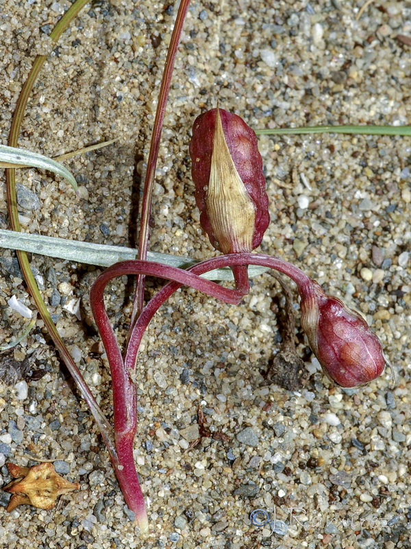 Romulea ramiflora ramiflora.21