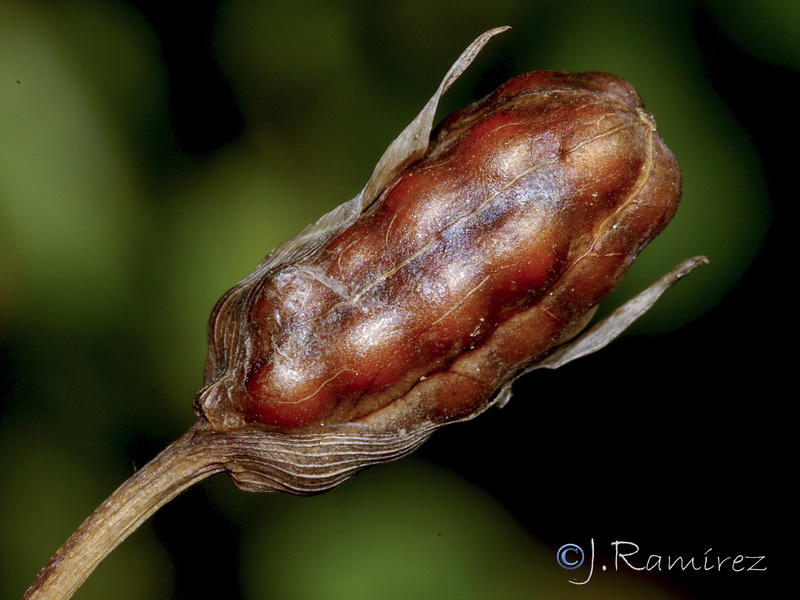 Romulea ramiflora ramiflora.14