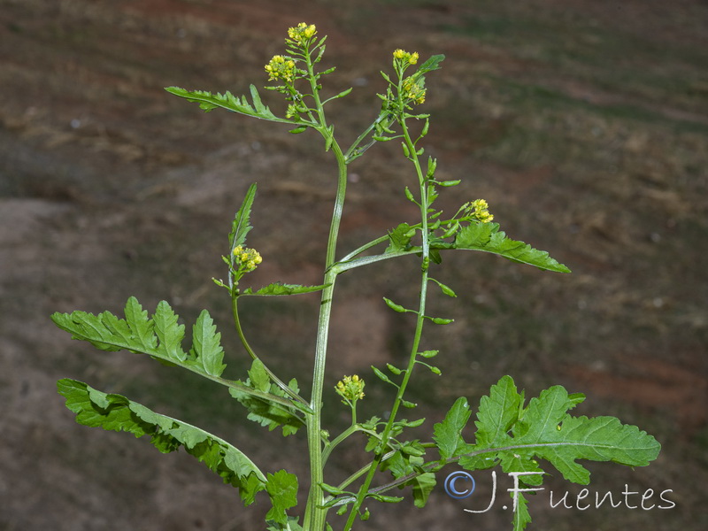 Rorippa palustris.04