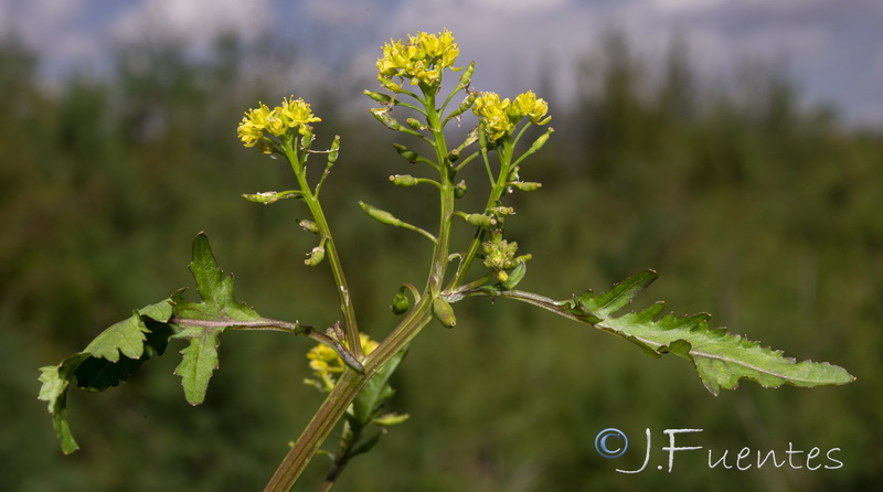 Rorippa palustris.05