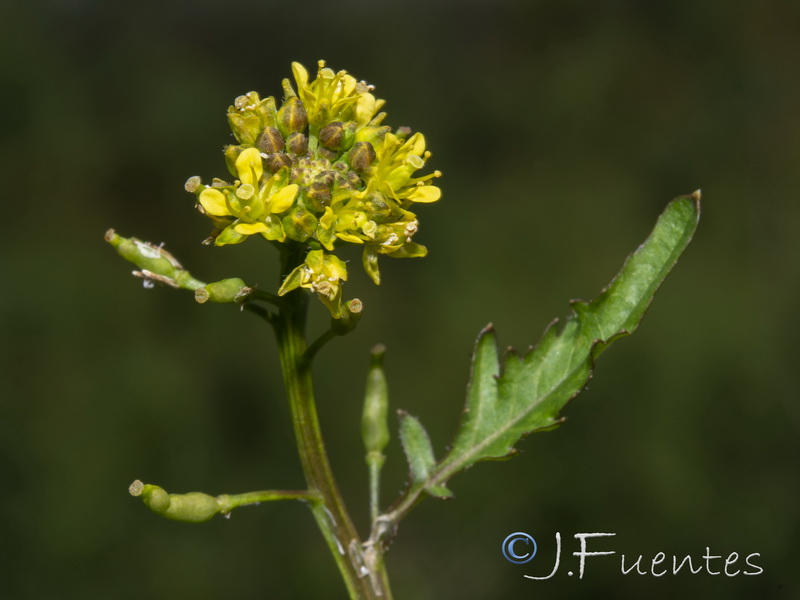 Rorippa palustris.06