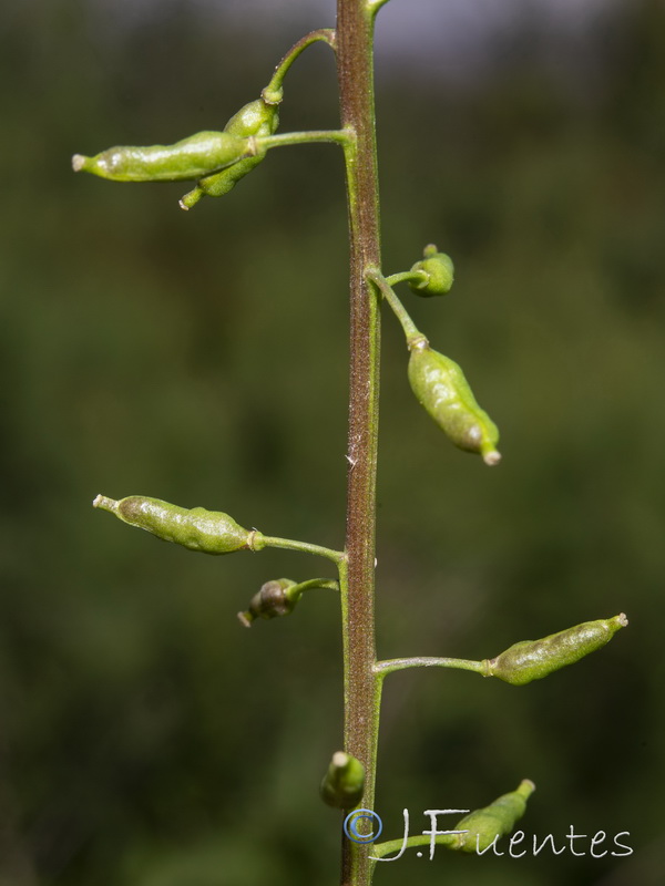 Rorippa palustris.09