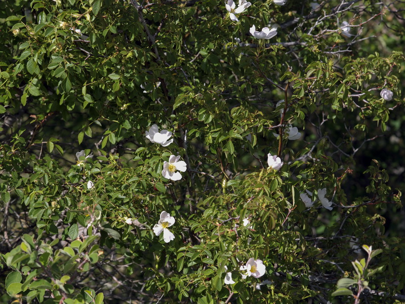 Rosa agrestis.01