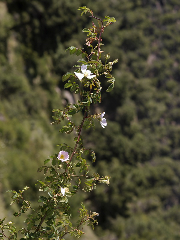 Rosa agrestis.02