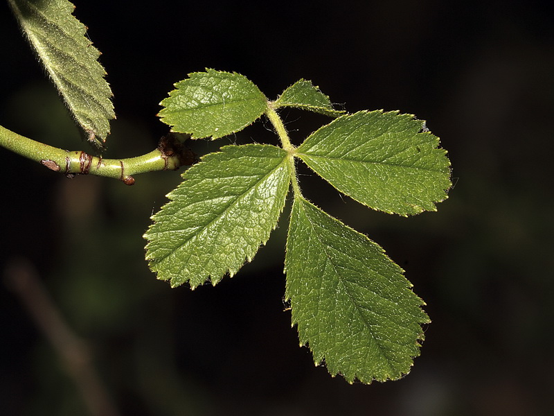 Rosa agrestis.05
