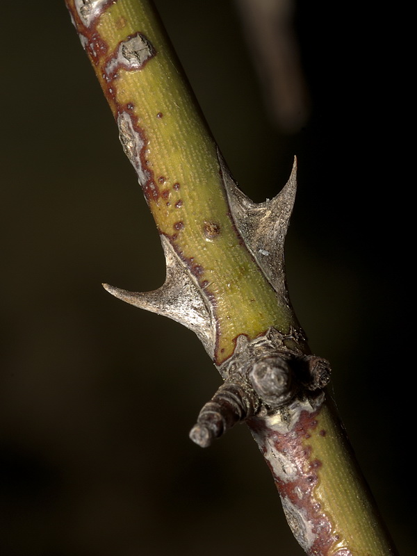 Rosa agrestis.07