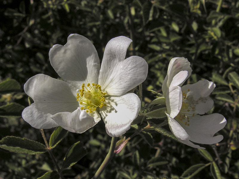 Rosa agrestis.10