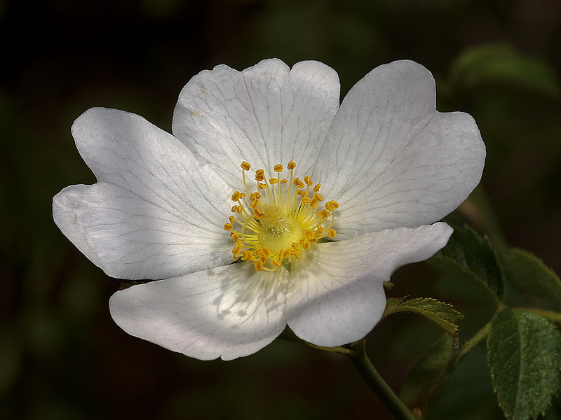 Rosa agrestis.11