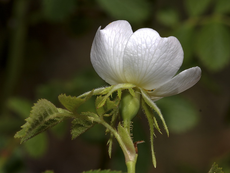 Rosa agrestis.16