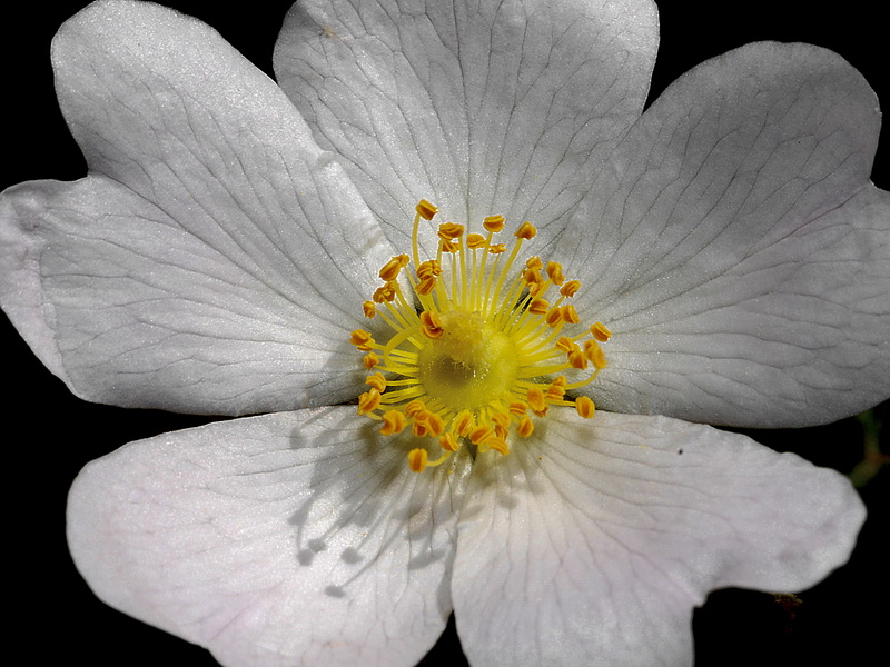 Rosa agrestis.18