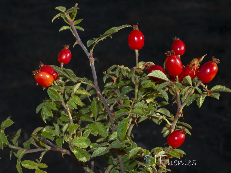 Rosa agrestis.19
