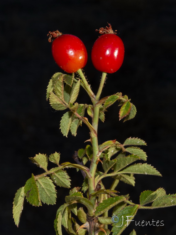 Rosa agrestis.20