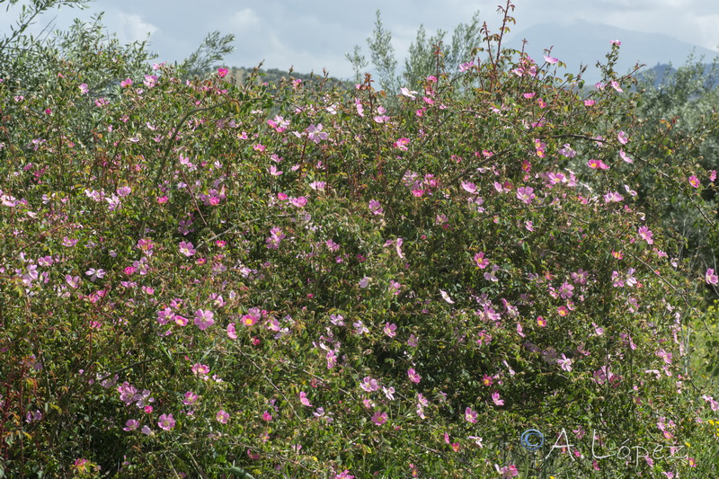Rosa andegavensis.01