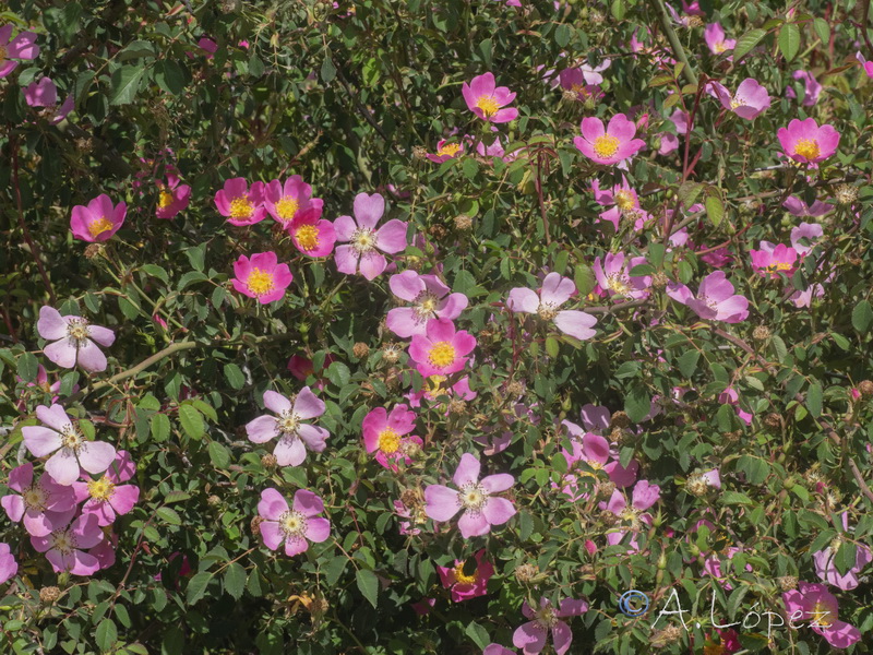 Rosa andegavensis.02
