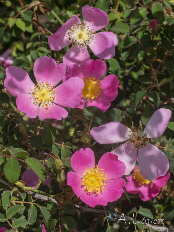 Rosa andegavensis.03