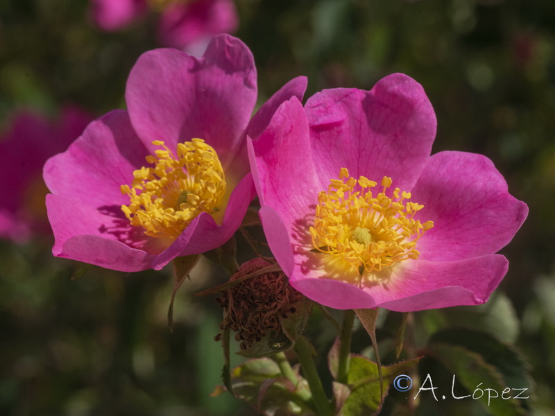 Rosa andegavensis.04