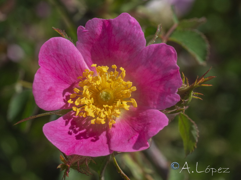 Rosa andegavensis.08