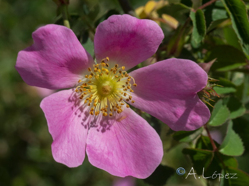 Rosa andegavensis.09