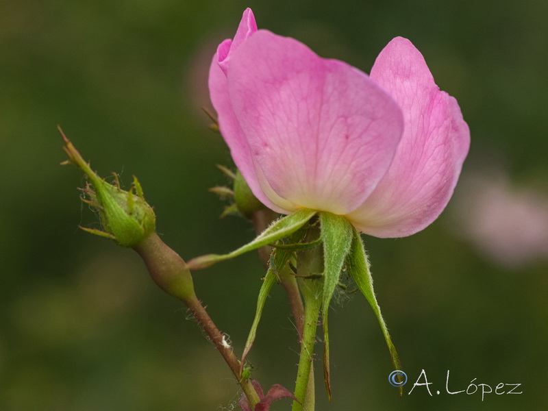 Rosa andegavensis.11